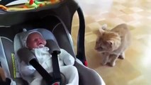 Реакция кота, который первый раз увидел ребенка!