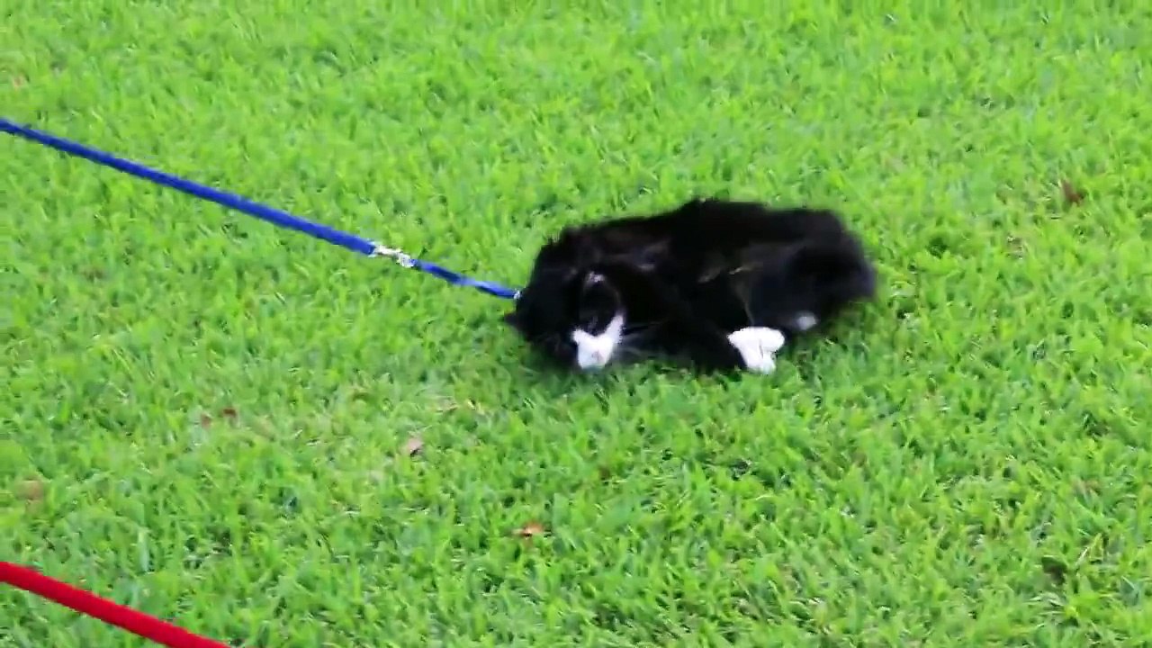 Simon the Cat Refuses To Dog
