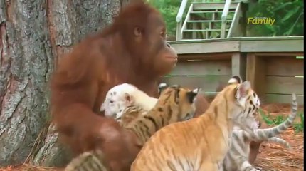 «Возлюби ближнего твоего, как самого себя» (МАТФЕЯ 2239).