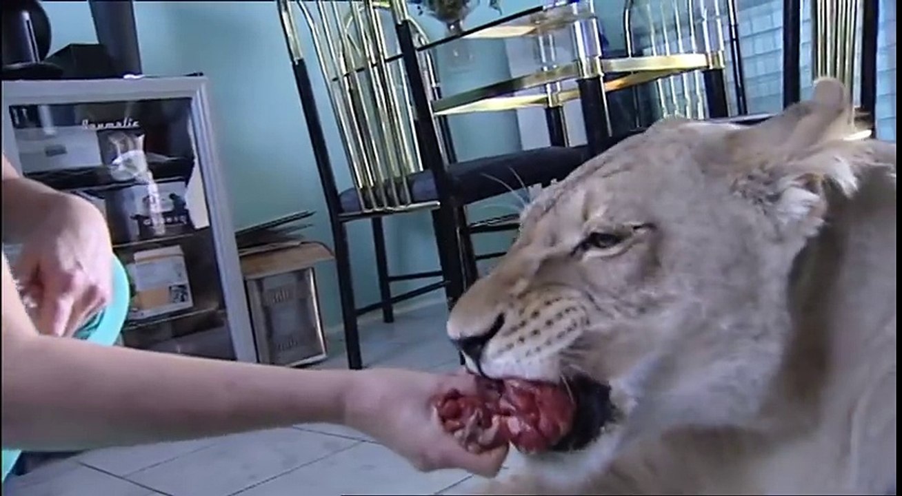 Lion attacks man at home