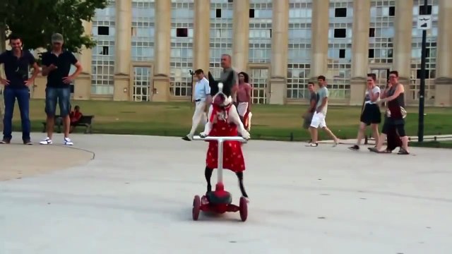 Вот это да! Что умеет эта собачка