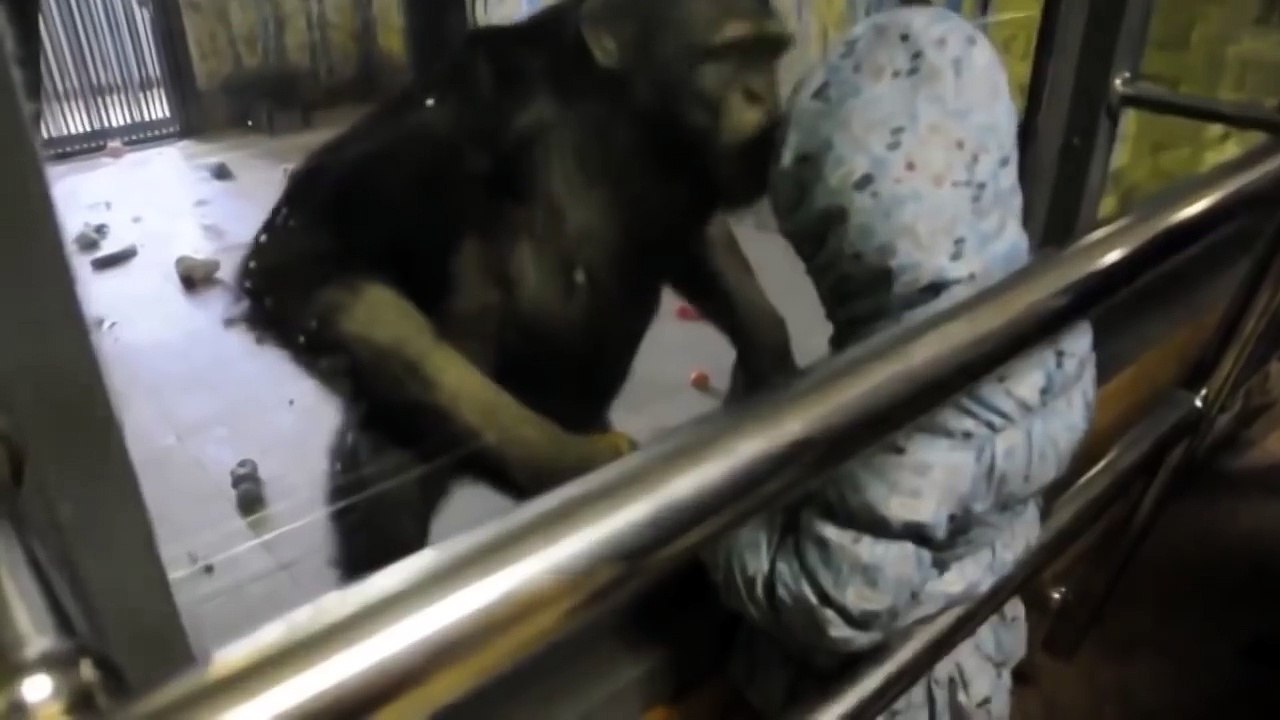 Никто не ожидал такого от шимпанзе)))