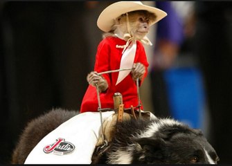 Monkey Riding Dog
