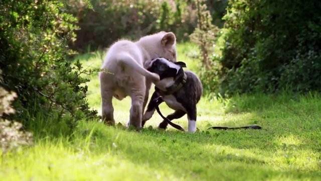 Эти добрые и забавные животные.