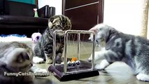 Cute Kittens learns Newton's cradle _ Funny Cats - Most funny cats moments