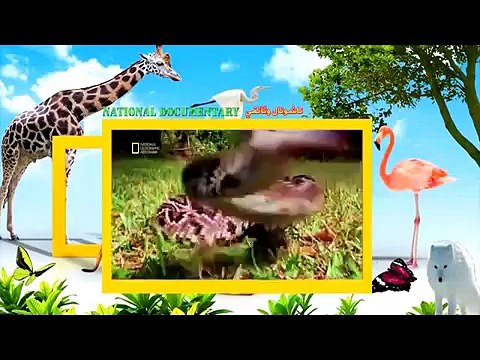 ناشيونال جيوغرافيك ألعاب العقل وثائقي Nat Geo Abu Dhabi