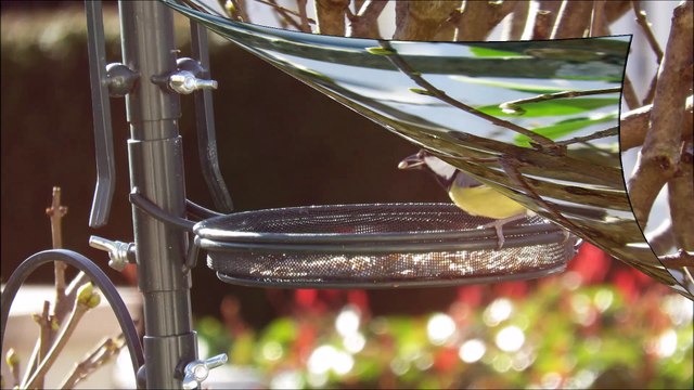 le 06 février 2016 les mésanges dans mon jardin