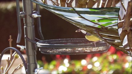 le 06 février 2016 les mésanges dans mon jardin