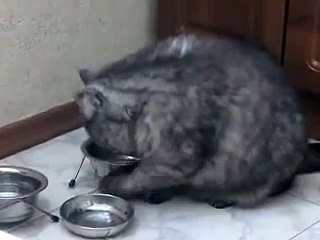 Борзый кот намекает на еду