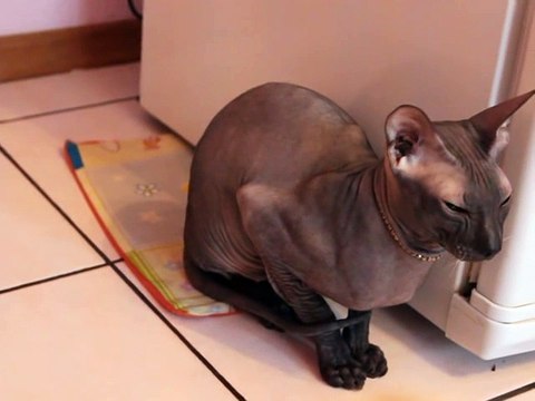 ГОВОРЯЩИЙ КОТ!!! Как дела - Нормаально!