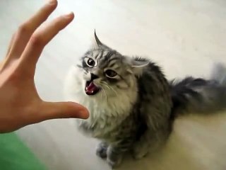 Забавные кошки поют