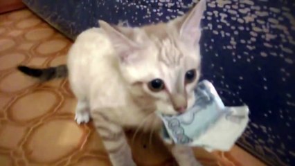 Кот воришка. Украл тысячу и не отдает. Собрался в ресторан.