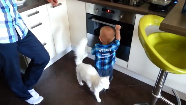 кот защищает малыша от горячей плиты