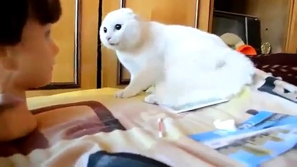 КОТ ИСПУГАЛСЯ МАНЕКЕНА С ВОЛОСАМИ