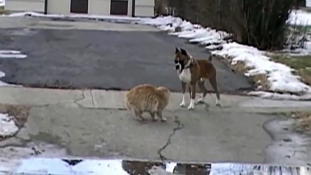 Кот не боится и атакует!