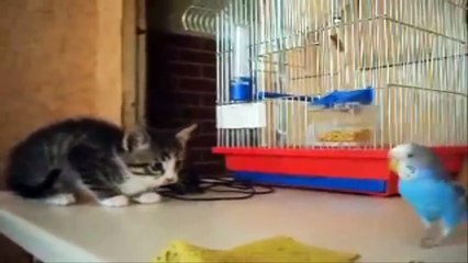 Коты vs Попугаев