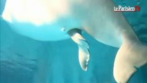 Naissance d'un Béluga à Changu world Aquarium Chine