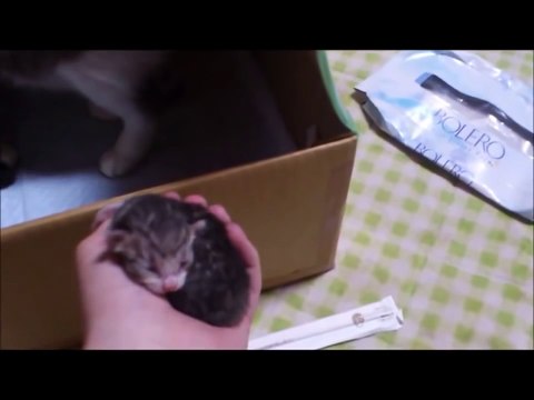 Мама Кошка Подходит Каждый Раз, Как Малыш Пискнет!