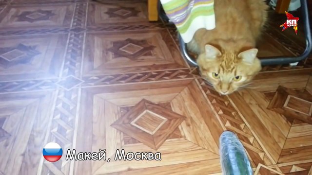 русские коты не боятся огурцов!!