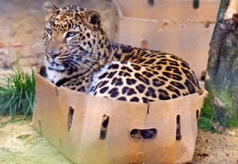 Big cats proving "if I fits, I sits" rings true for all