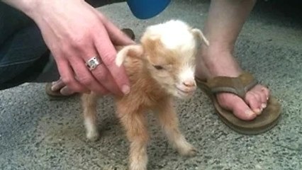 Cute Baby Goats - A Cute And Funny Baby Goats Compilation  New 2016