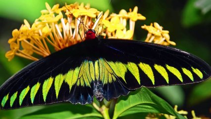 Top 10 Amazing & Unusual Butterflies