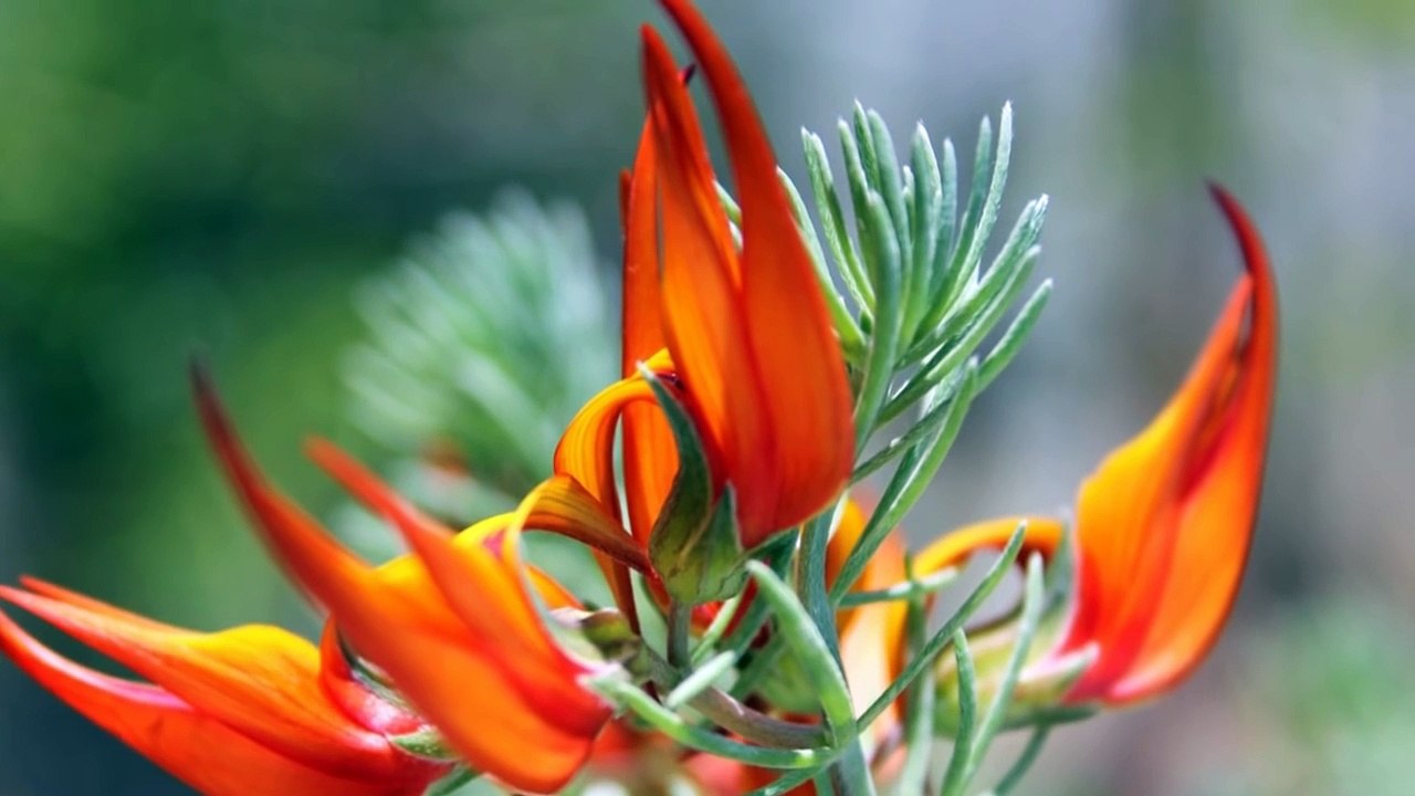 Top 10 Most Beautiful & Rarest Flowers In The World video Dailymotion