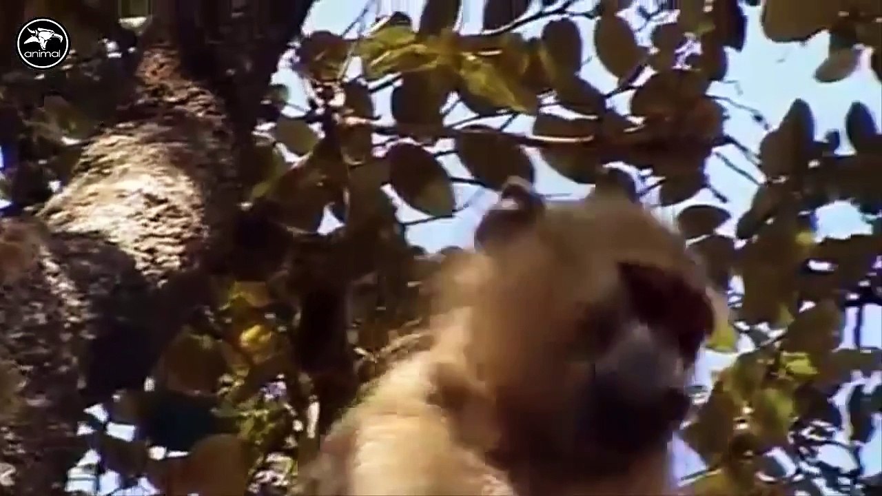 LION and BABOON_REAL_FIGHT_LION_ATTACK_BABOON_2016