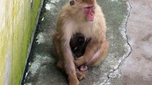 Baby Monkey.　ニホンザルの赤ちゃん2014（釧路動物園）⑭