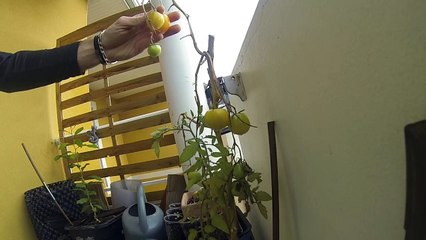 Comment récuperer graines de tomates