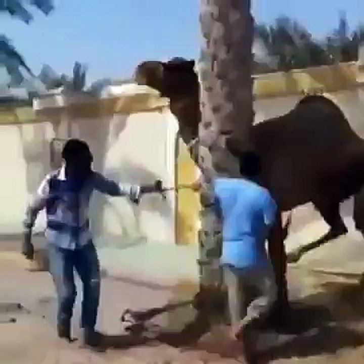 What,s The Dangerous Scene
