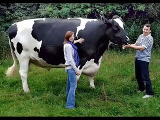 Biggest Animals On Earth Stuns All Humans