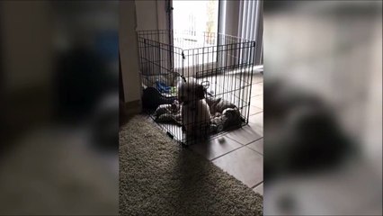 Dog Escapes Out of Topless Enclosure