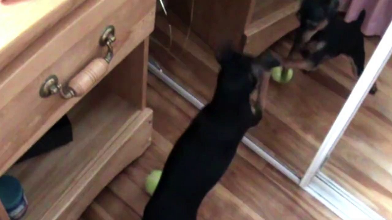 Ce chien veut la balle qui est dans le miroir... Raté
