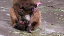Baby monkey 1day old.　ニホンザルの赤ちゃん生後1日目（釧路動物園2015）⑥