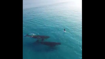 Paddle Boarding with Whales... Credit