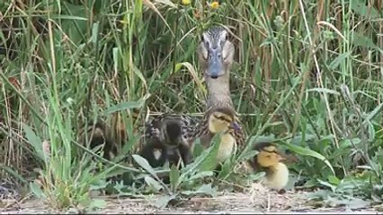 Man saving a little duck fallen in main hole