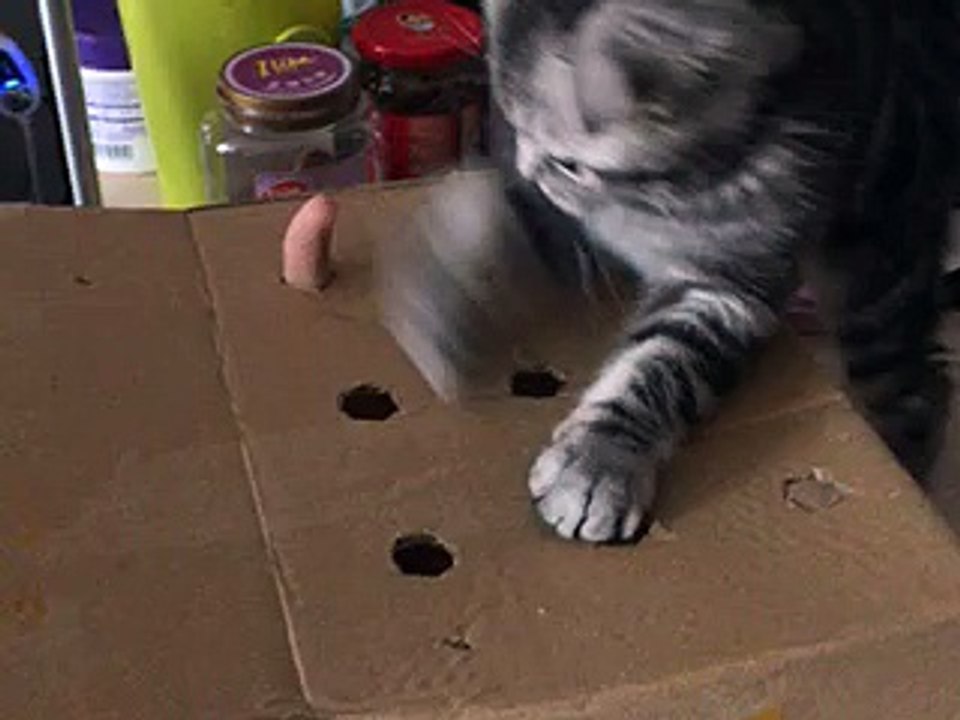 Cat Play