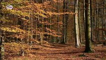Autumn in the Eifel Mountains | Discover Germany