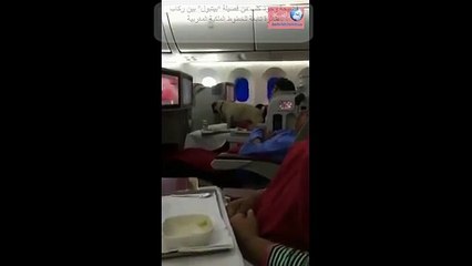 فضيحة وجود كلب من فصيلة “بيتبول” بين ركاب طائرة تابعة للخطوط الملكية المغربية