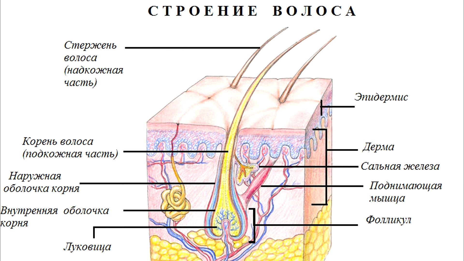 ⁣Трихология. Консультация врача-трихолога. Выпадение волос. Причины выпадения волос. Способы лечения 