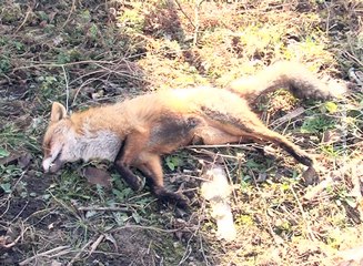 Lov na lisice, 07. februar 2016. (RTV Bor)