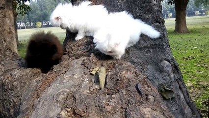 Persian kittens