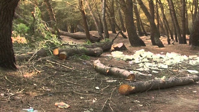 Report TV - Moratoriumi, ja rastet kur do të lejohet prerja e pyjeve