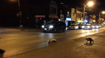 Heartbroken Raccoon Tries To Wake Dead Friend