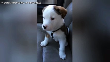 Щенок негодует от икоты