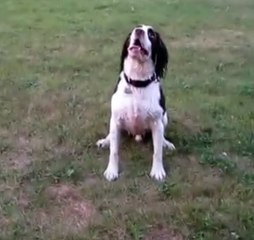 Blind dog playing fetch 2