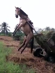 CARROÇA DE BURRO