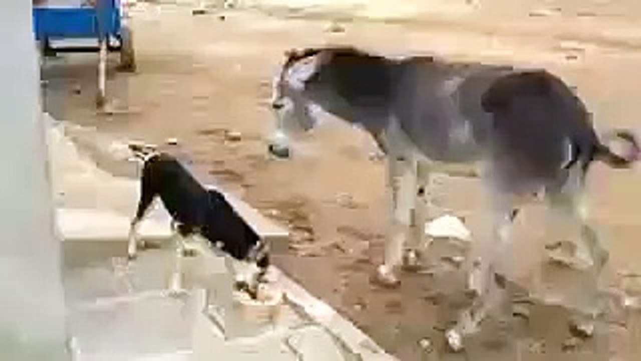 laton k bhoot baton sy nai manty very funny video