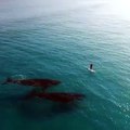 Paddle Boarding with Whales